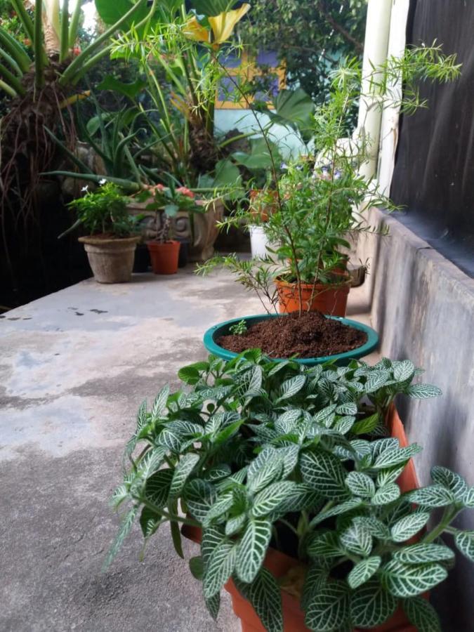 Mazz Homestay Negombo Exterior foto